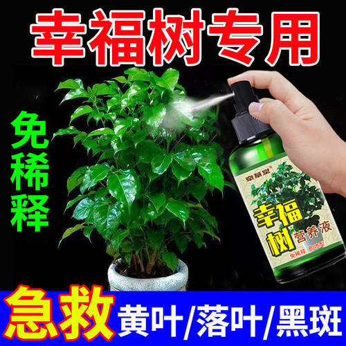 幸福树专用营养液【落叶急