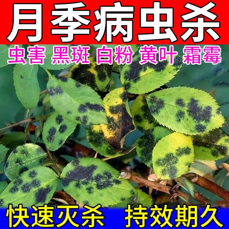 月季花卉绿植通用杀虫剂除蚜蚧
