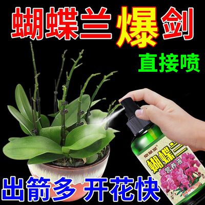 蝴蝶兰专用营养液促进分芽
