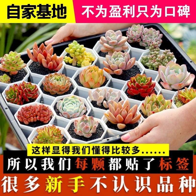 多肉植物精品多肉不重复送盆送土花卉绿植组合盆栽防辐射新手套餐