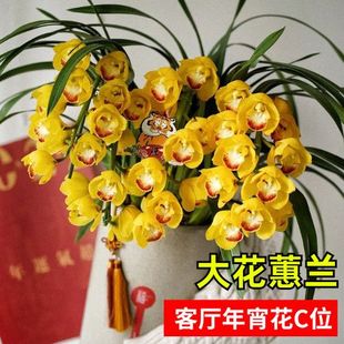 大花惠兰年宵花盆栽大红袍黄金岁月带花剑花苞客厅办公室花卉植物