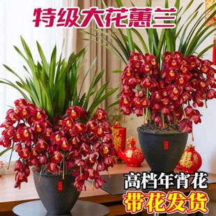 大花惠兰年宵花盆栽大红袍黄金岁月带花剑花苞客厅办公室花卉植物