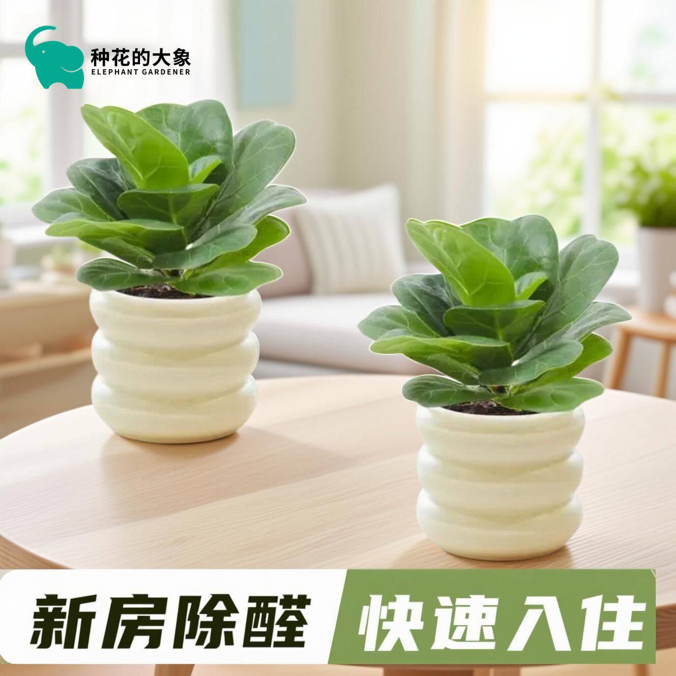 芭比榕新房必备强力净化空气除甲醛防辐射四季常青绿植简单易养