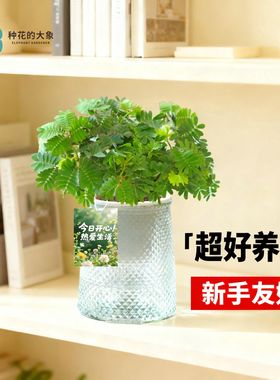 含羞草吸水盆植物易养易活小巧懒人好养害羞趣味花卉绿植盆栽室内