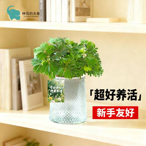 含羞草吸水盆植物易养易活小巧懒人好养害羞趣味花卉绿植盆栽室内