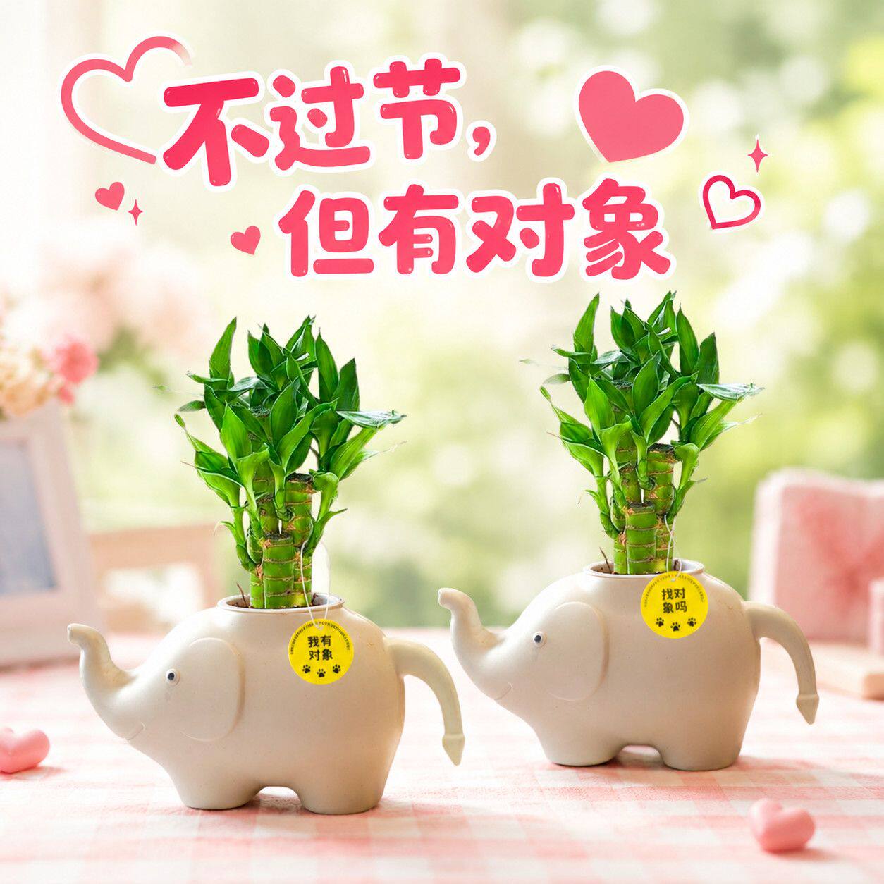情侣送女友男友步步高幸运竹富贵竹盆栽室内绿植观叶四季常绿好养