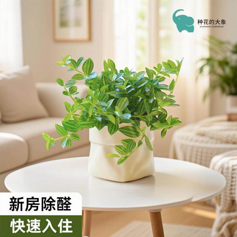 钻石翡翠吊兰盆栽绿植室内桌面垂