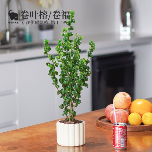 水培卷福趣味绿植卷叶榕盆栽好养