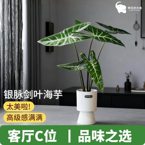 土培银脉剑叶海芋萨利安ins热带植物高颜值好养大叶片
