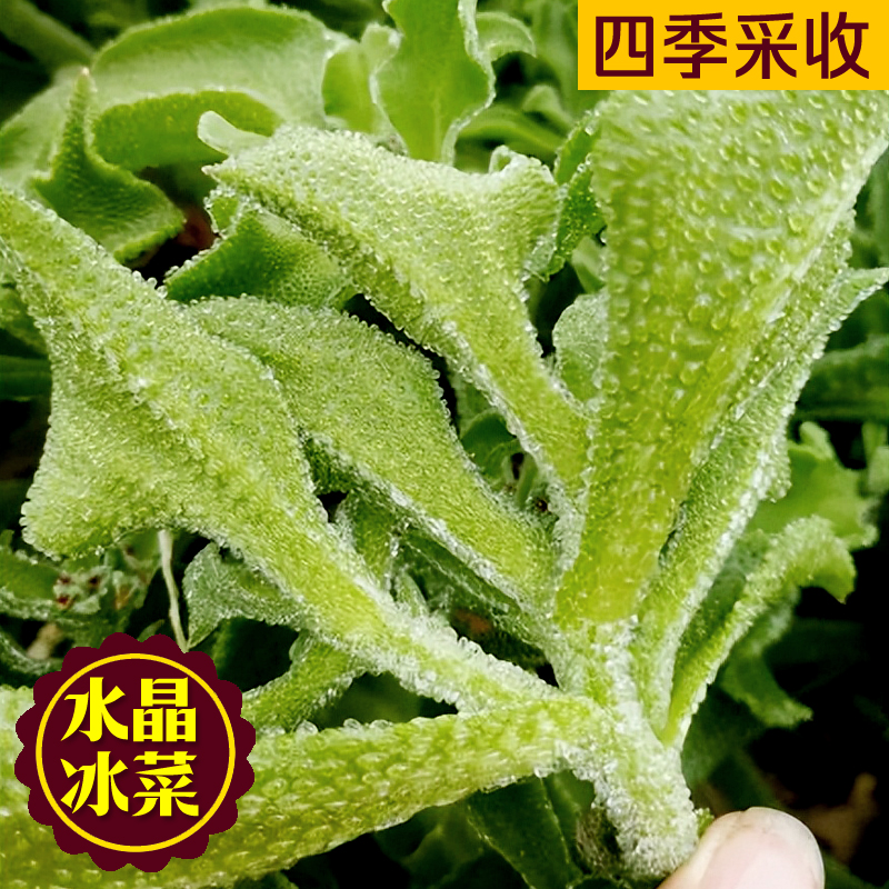 台湾水晶冰菜四季种植原厂原装