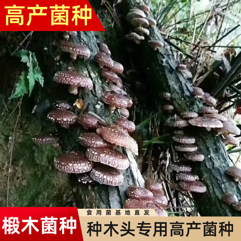 香菇椴木菌种子平菇食用菌种植木头黑木耳木头冬菇可食用栽培蘑菇