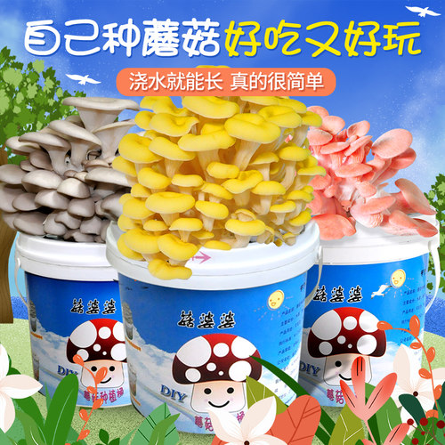 喷水长蘑菇桶装产量高