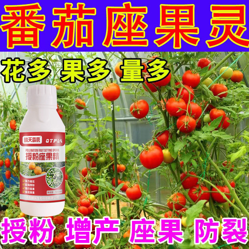 西红柿授粉药番茄专用促花促果防落果座果精促开花催结果叶面肥料