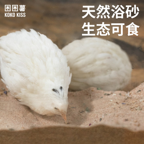 困困薯芦丁鸡食用沙小鸡鸽子浴砂