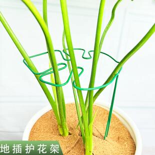 龟背竹花枝收拢架支撑杆植物支撑架花架子天堂鸟防倒伏固定器植物