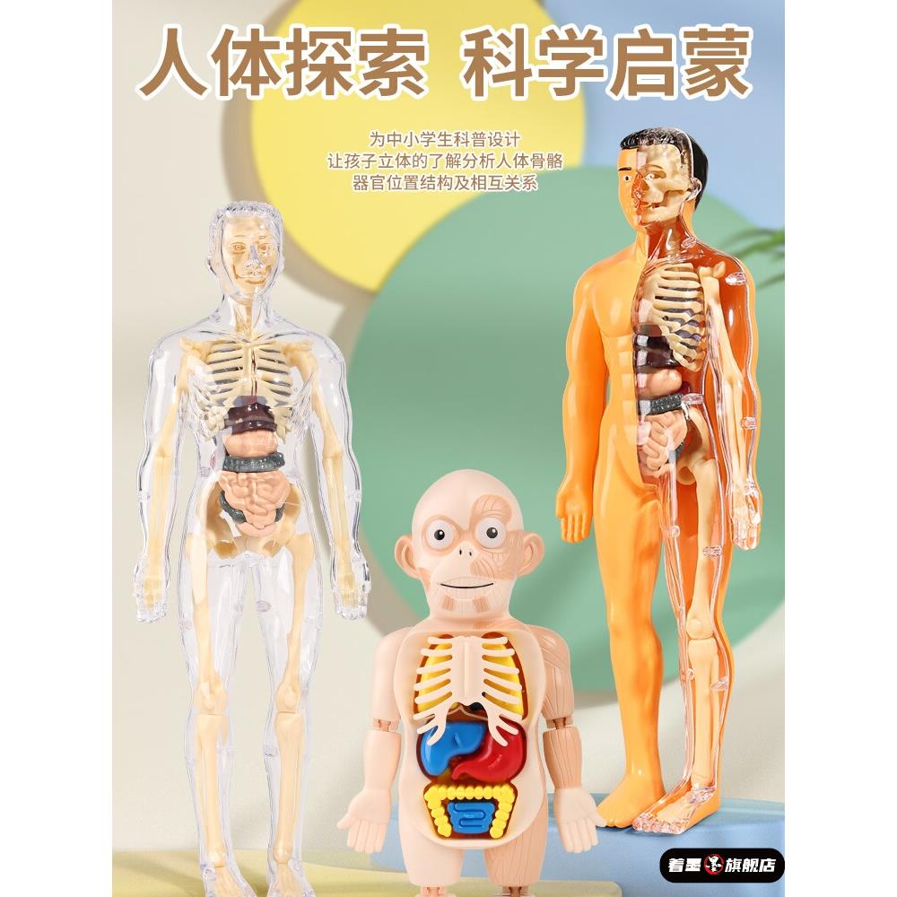06496人体器官初中生物可拆卸3d