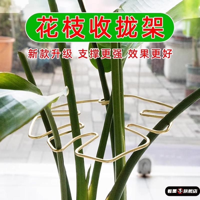 水培植物固定器龟背竹天堂鸟支撑杆防倒伏羽