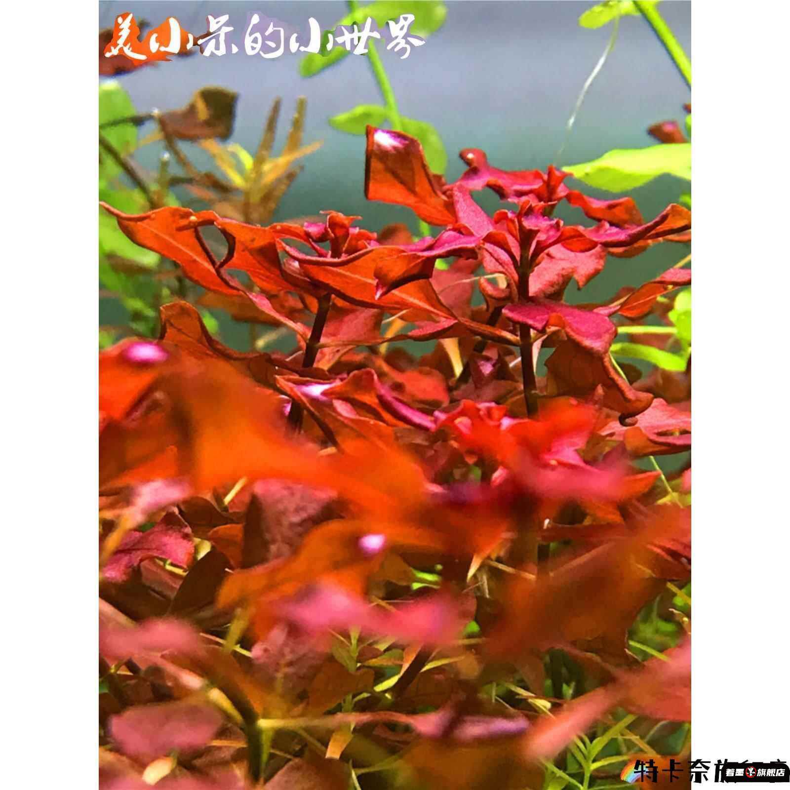 鱼缸活体水草中景后景荷兰景紫丁香红宫廷夕烧红蝴蝶红宫廷红绿草