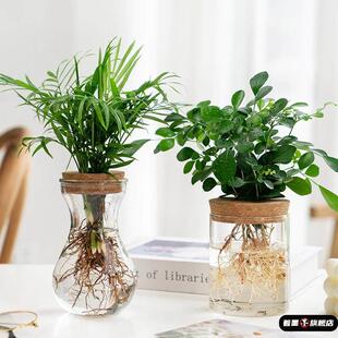 室内水培绿植玻璃瓶透明简约创意植物玻璃花瓶水养绿萝九里香盆栽