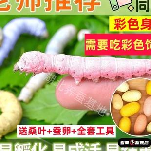 蚕宝宝套餐学生养蚕套装活体幼虫卵天然七彩蚕金丝蚕卵新鲜嫩桑叶