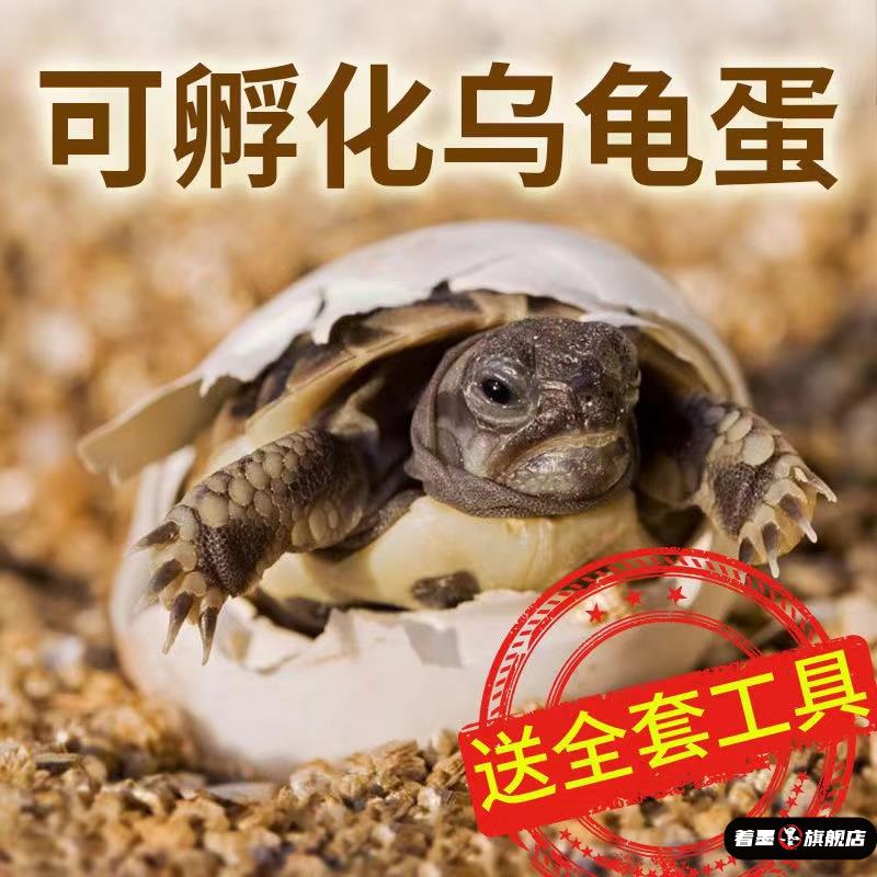 著墨稀奇古怪10岁好玩东西玩具12