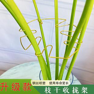 龟背竹花枝收拢架支撑杆天堂鸟防倒伏支架春羽水培植物固定器园艺