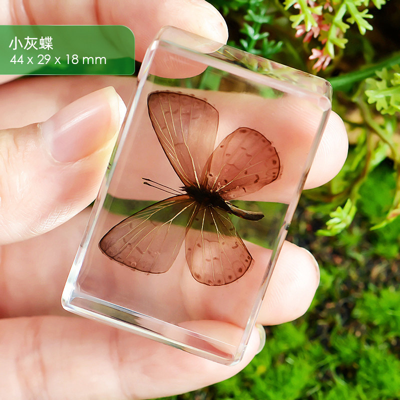 巨型独角仙天然昆虫树脂琥珀蜘蛛小灰蝶天牛黑锹甲和尚蟹透明标本