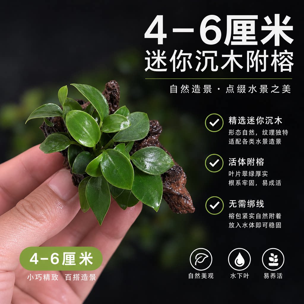 迷你沉木水榕水草植物雨林缸造景水培植物水草微景观生态缸水草