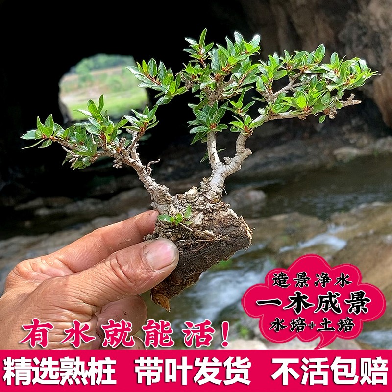 水杨梅溪流鱼缸造景老桩水陆乌龟缸上叶水培根大根盘绿植盆栽