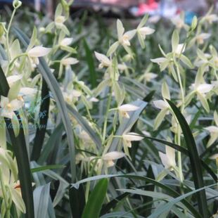 花大荷型浓香阳台庭院绿植 大荷花素 兰 带花苞广东兰花苗建兰四季