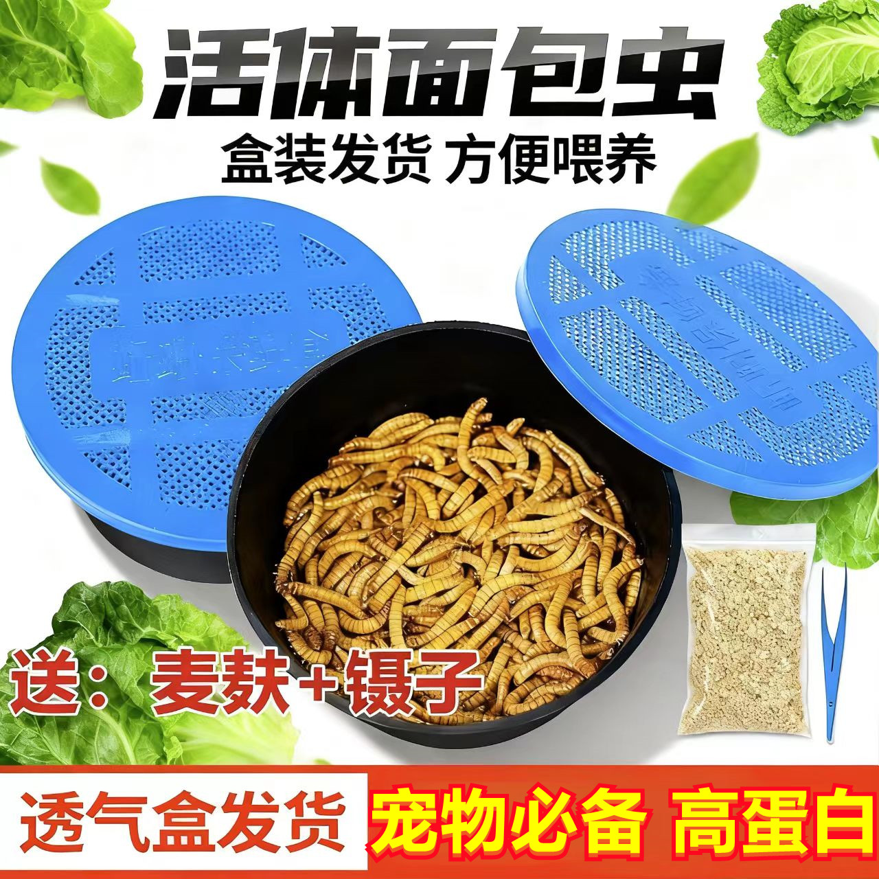 面包虫活体透气小盒发货黄粉虫蜘蛛蝎子乌龟守宫角蛙鸟活饵饲料