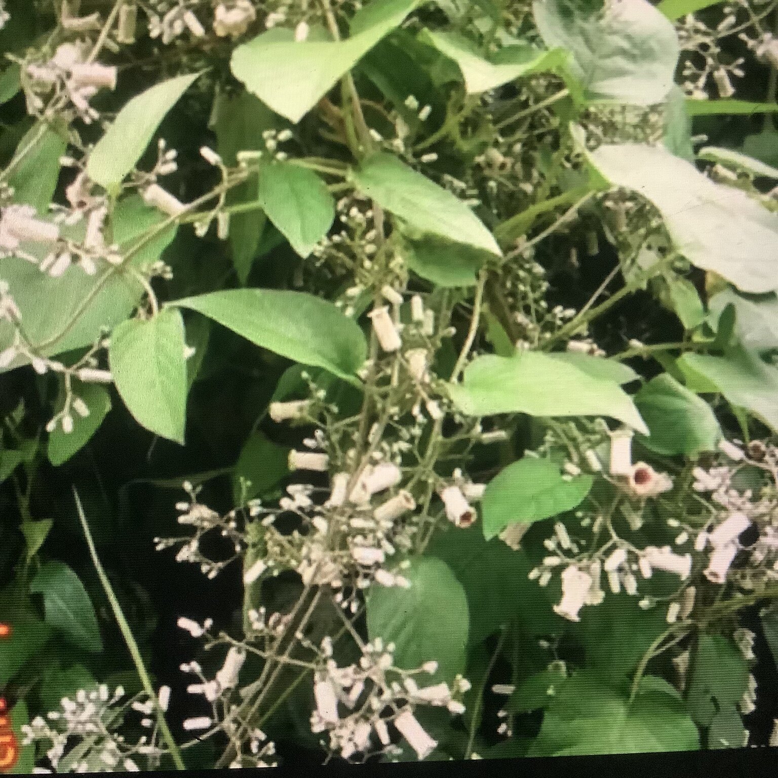 鸡矢藤 鸡矢藤中药材 鸡矢藤 鸡矢藤根 通气藤 臭藤根 中药材切段