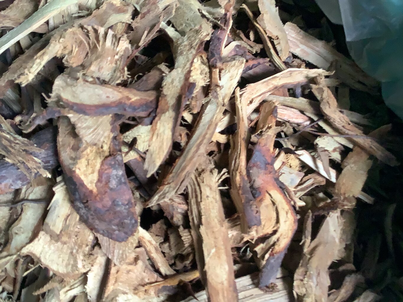 大山刺梨树根 中药材 刺梨树根 正品野生刺梨根 刺藜根干根片正品