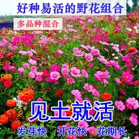 Высококачественная комбинация полевых цветов, 1000 капсул + удобрение (при покупке 2 получите 1 бесплатно)