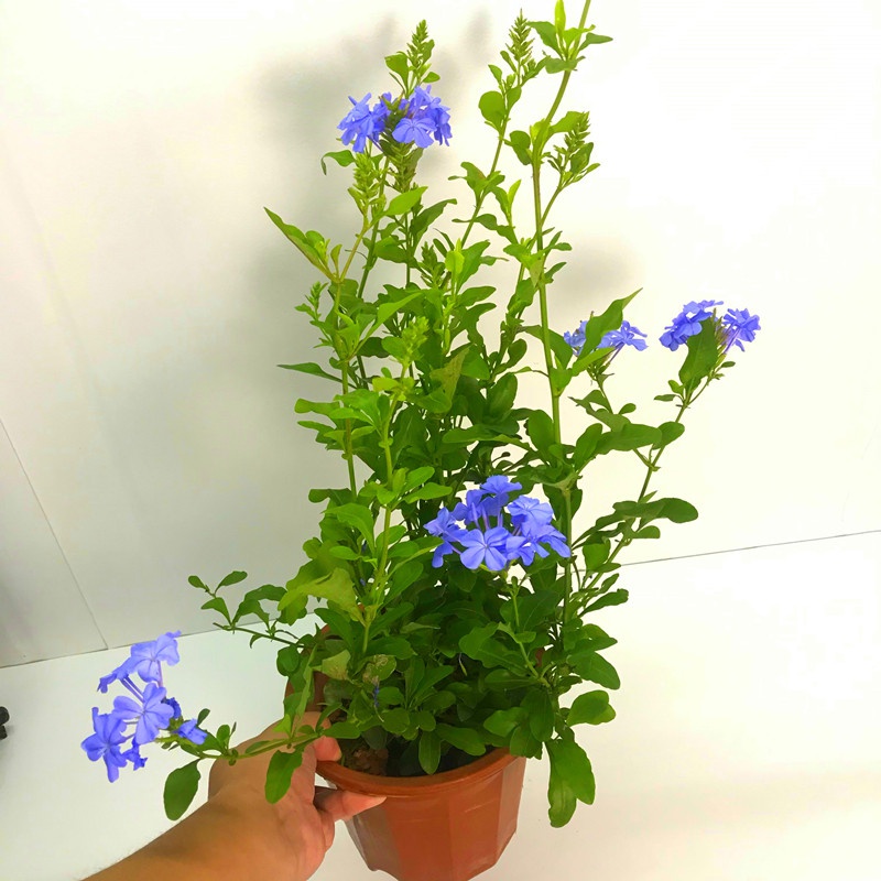 高档园蓝雪d花苗花栽四季耐盆开热好养植物阳台庭院爬藤攀援多奢