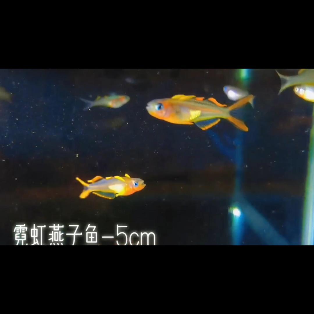 高档霓虹燕子热带小型观赏鱼鱼新郎官灯科鱼燕子鱼珍珠燕子鱼活体