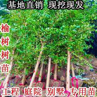 榆树树苗榆钱树苗白榆树苗庭院风景可食用苗道路公园绿化耐寒树苗