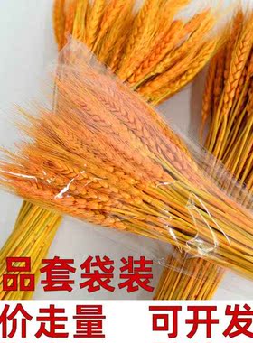 金黄色天然麦穗干花花束植物 开业大麦花篮装饰拍摄道具厂家