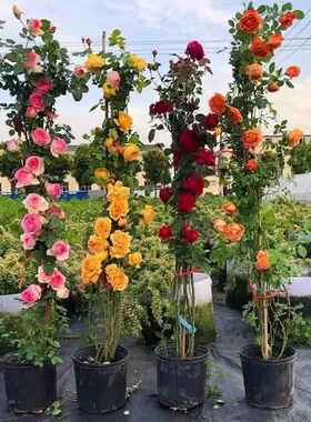 爬藤月季花苗 浓香型 攀爬藤本月季特大花庭院植物玫瑰花四季开花