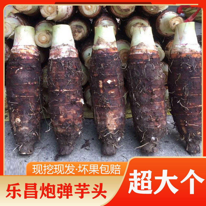 张溪香芋特大炮弹芋头新鲜乐昌香芋广东韶关特产槟榔芋粉糯香现挖