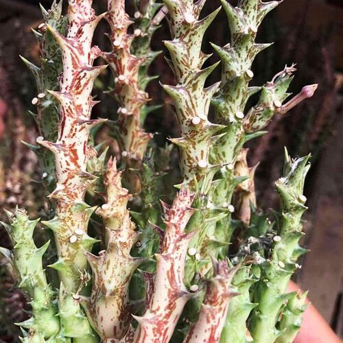 九尾狐猴尾巴稀有多肉植物垂吊开花仙人掌一物一拍马尾柱猴尾柱
