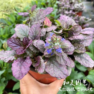 新品姬十二筋骨草盆栽 矮生匍匐花卉 耐寒宿根观叶植物 包邮