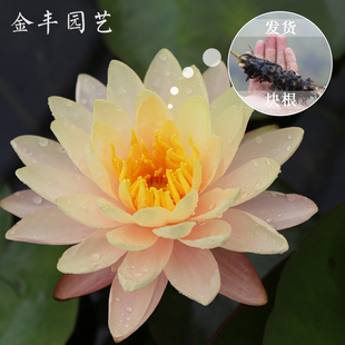金丰园艺乌汶大型睡莲橘色耐寒水培盆栽室内四季种植热销带花苞