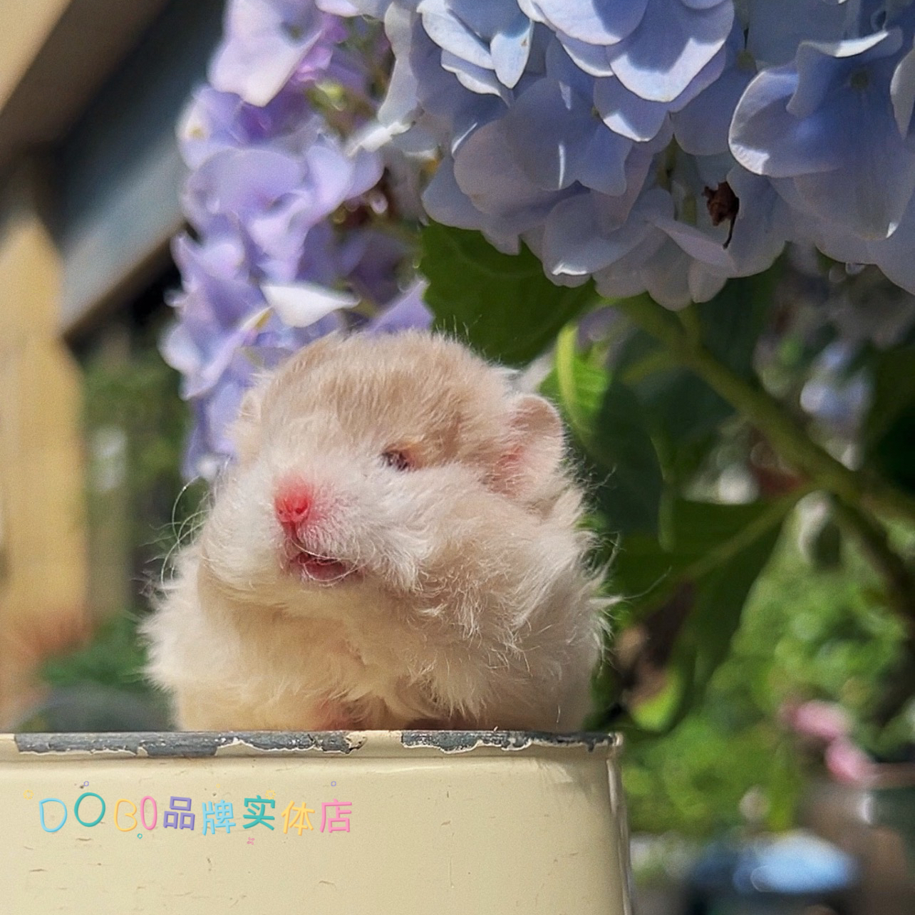 DOBI熊屋纪念视频。售罄