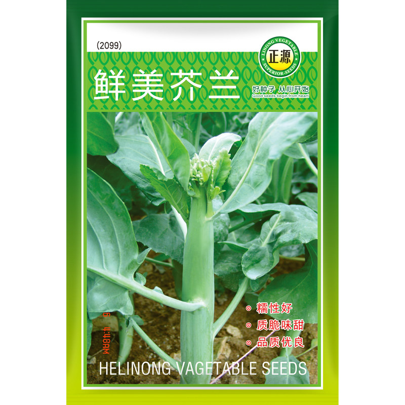 蔬菜芥兰广东农家院种子图片
