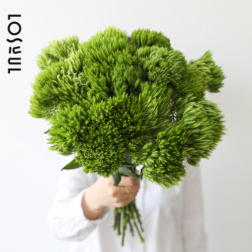 绿毛球