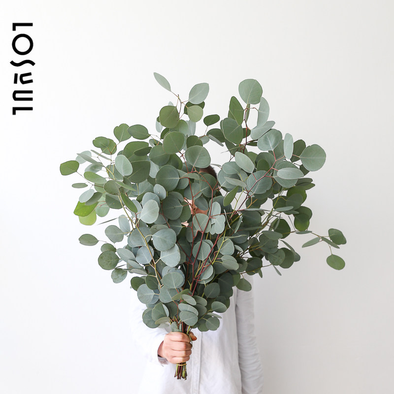 苹果叶圆叶心叶尤加利鲜切鲜花生活ins室内装饰氛围感花可做干花,鲜花速递/花卉仿真/绿植园艺,花材,淘宝优惠券,粉丝福利购,淘宝优惠卷