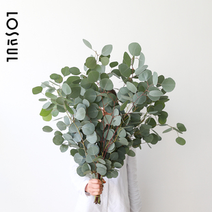 苹果叶圆叶心叶尤加利鲜切鲜花生活ins室内装饰氛围感花可做干花