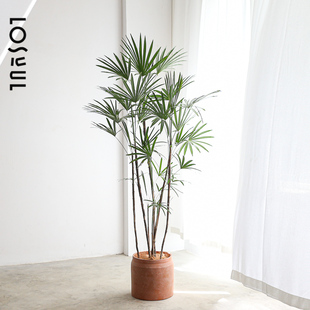 金山棕大盆栽棕竹绿植好养活的网红侘寂风观音细叶竹植物客厅观叶