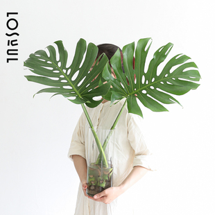 带根龟背竹叶老桩水培精品热带植物网红野奢鲜切水养绿植客厅顺丰